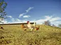 Die Biohennen AG in Vohburg Die Biohennen AG in Vohburg